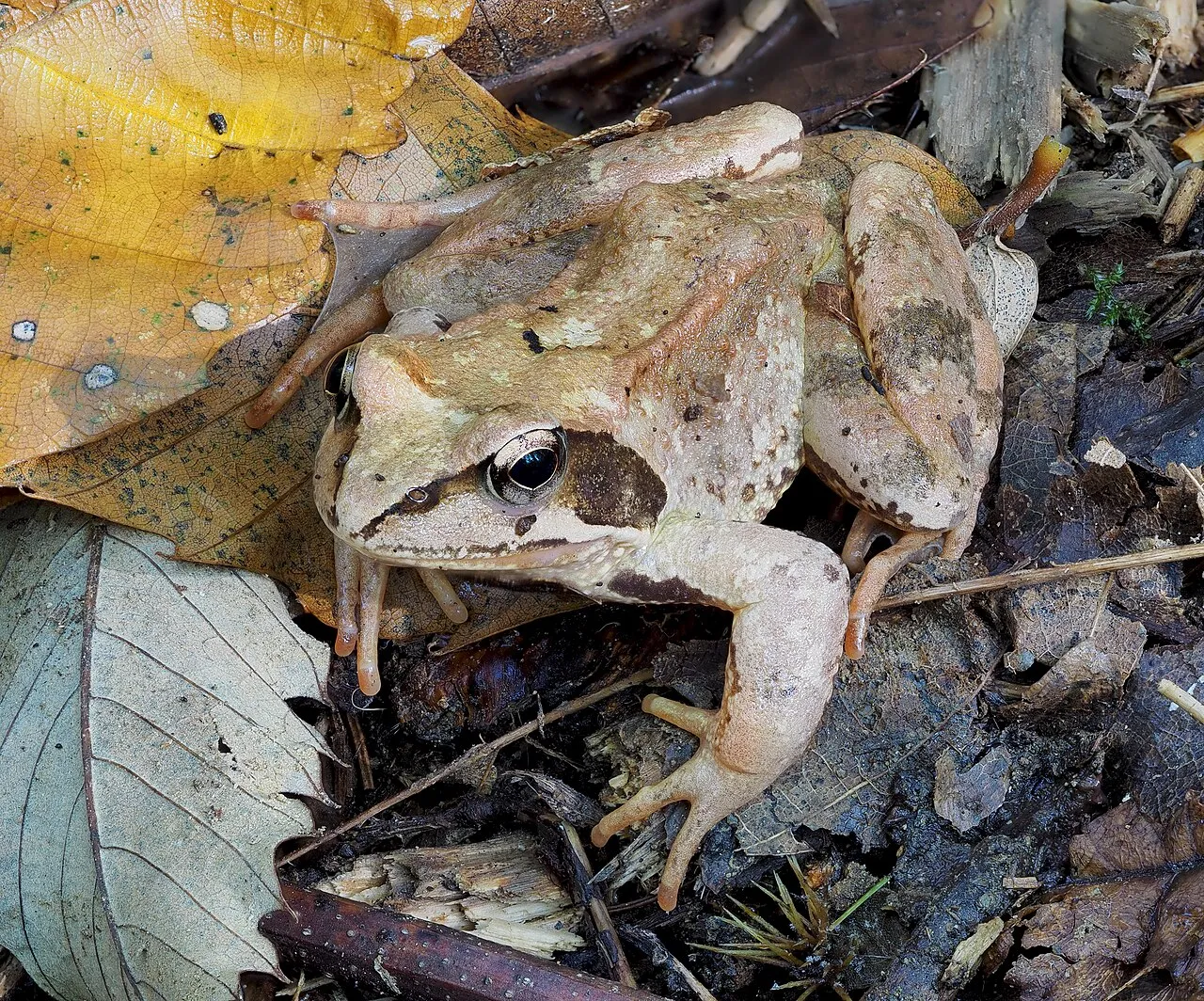 Agile frog (Rana dalmatina) on leaf litter in Golovec forest, Slovenia, about 5 cm long.