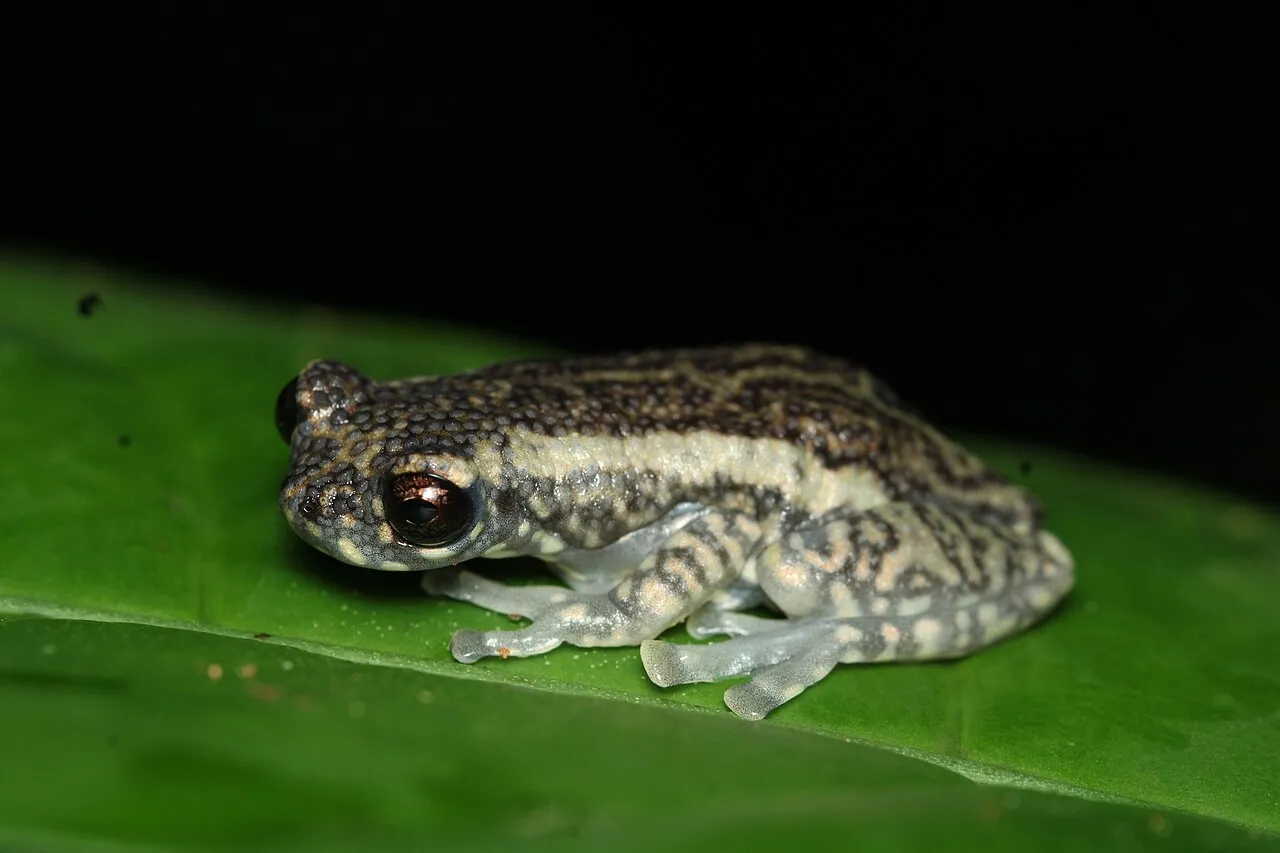 A Tukeit Hill frog (Allophryne ruthveni) with black and golden-spotted skin perched on vegetation.