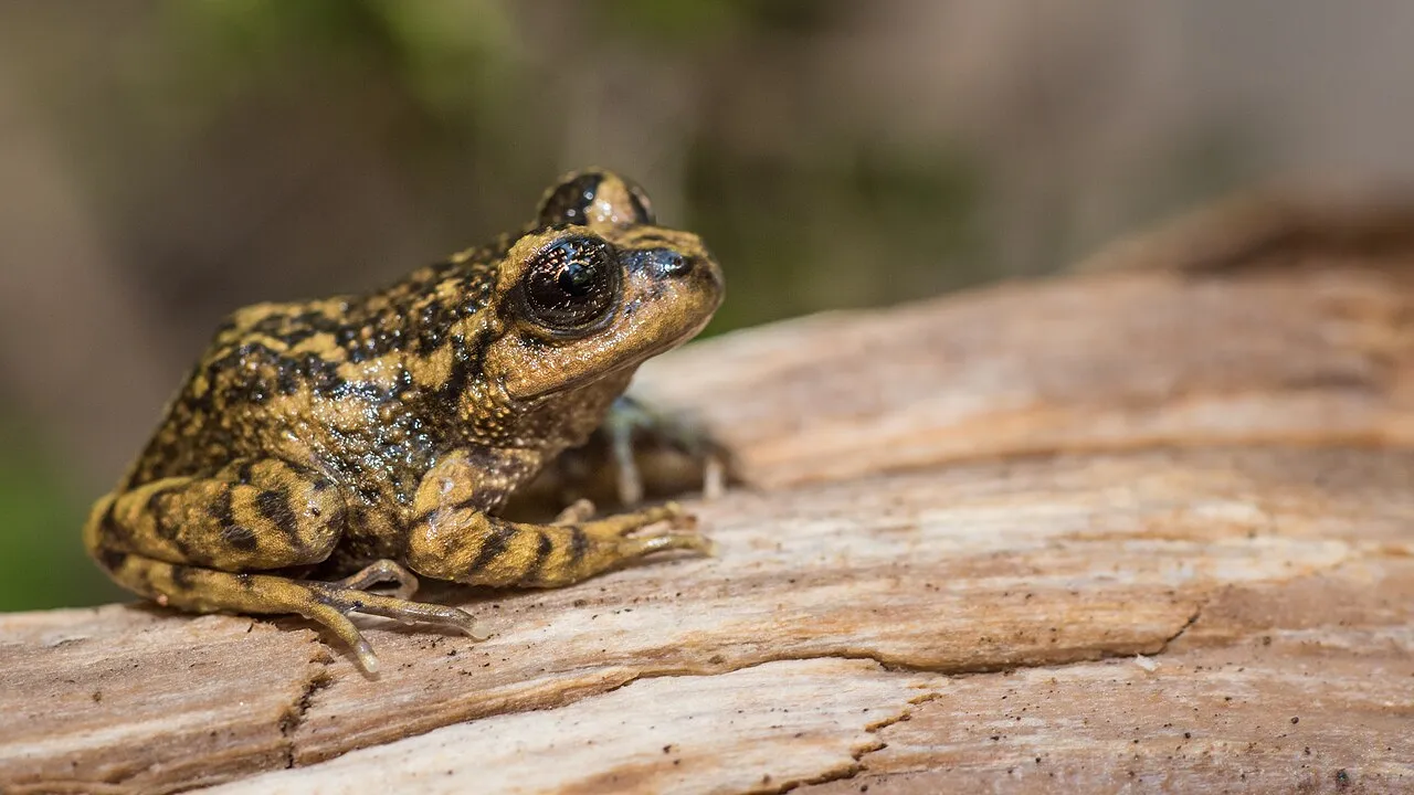 Alsodes barrioi resting among leaf litter at Nahuelbuta National Park, Chile.