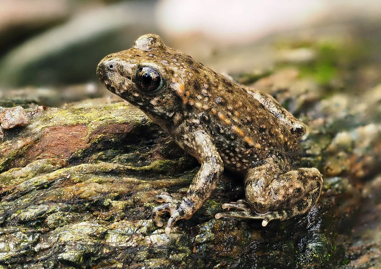 A common midwife toad on leaf litter, photographed in Lozère, France.