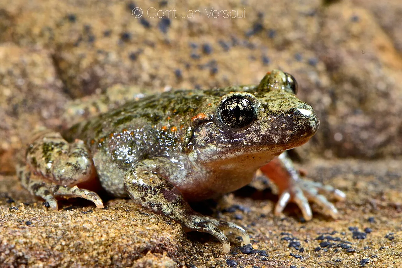 A Moroccan midwife toad, Alytes maurus, photographed in its native habitat in Morocco.