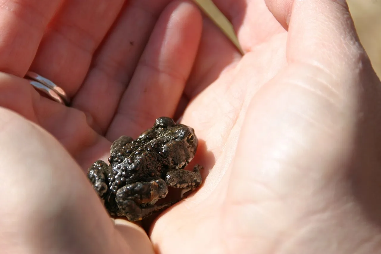 An Amargosa toad with warty, olive-buff skin and a pale mid-dorsal stripe, seen among desert vegetation.