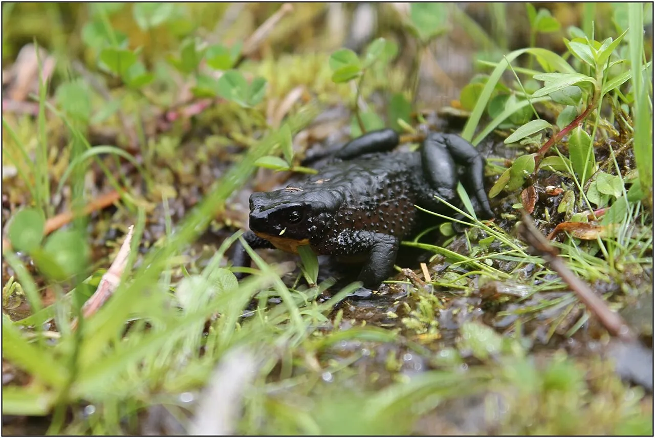 A black-bodied Jambato toad with an orange-red belly, photographed in the wild in 2019.