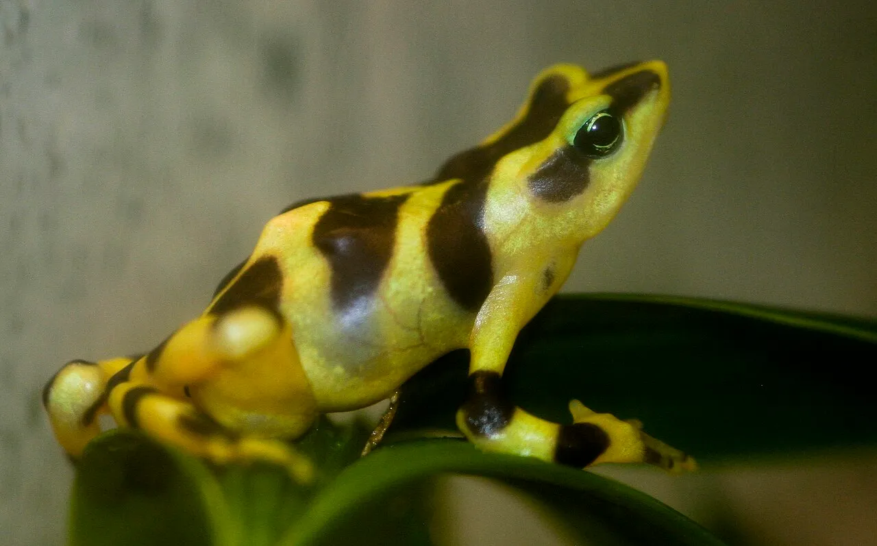 A harlequin frog (Atelopus varius) with mottled green and black skin resting on wet ground.