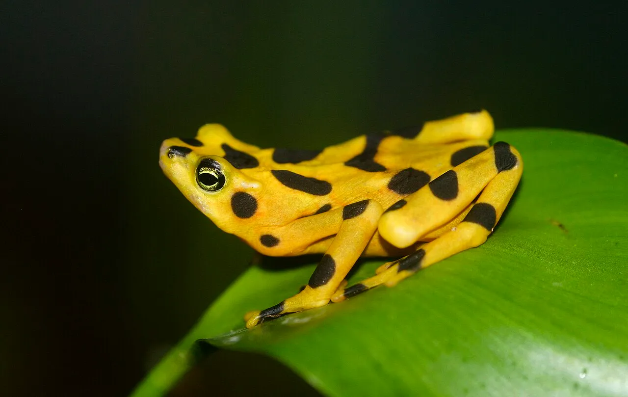 A male Panamanian golden frog (Atelopus zeteki), a critically endangered toad endemic to Panama, photographed at El Valle.