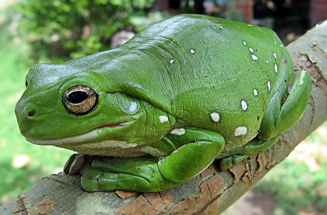 A plump green Australian green tree frog with large eyes resting on a branch.