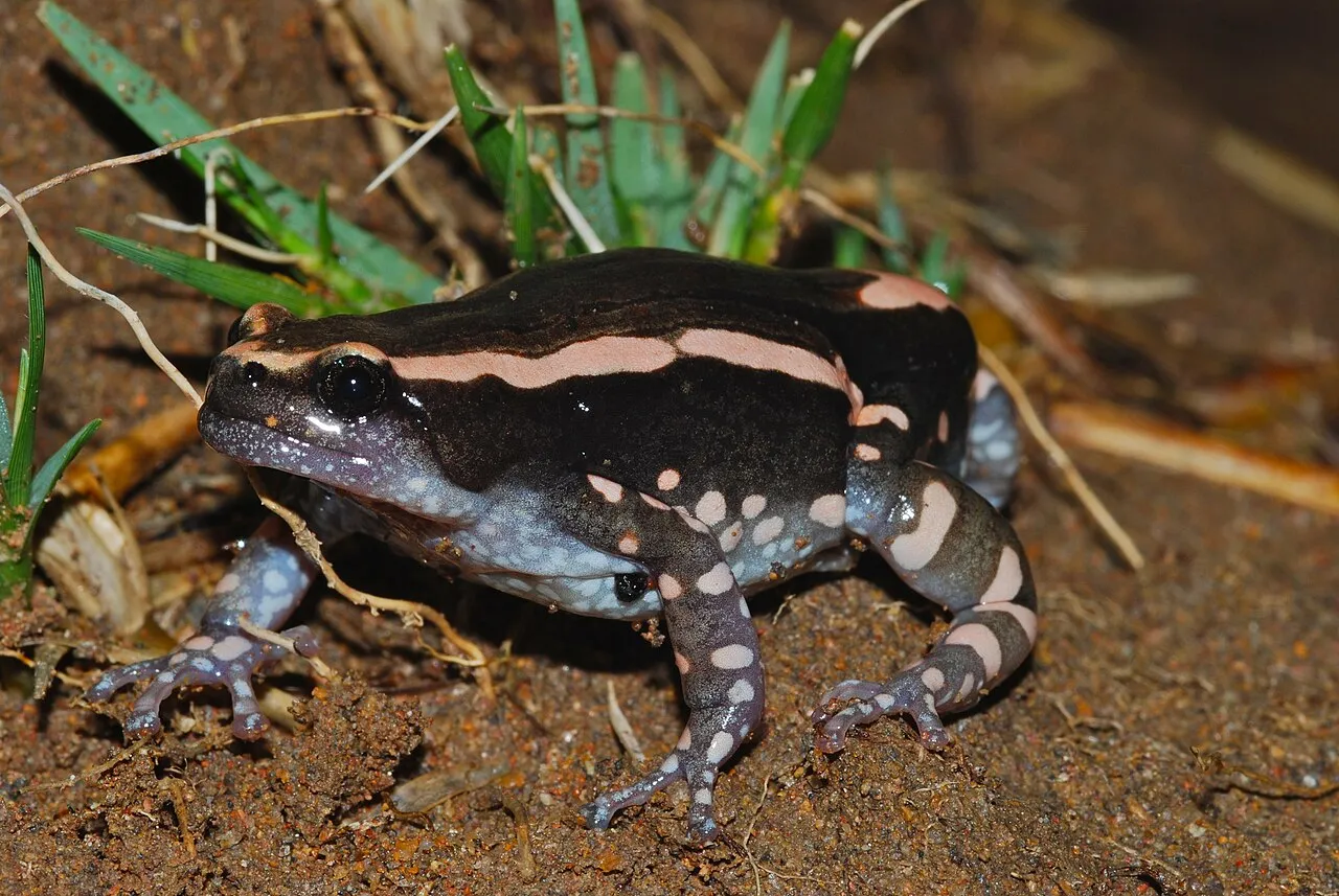 A banded rubber frog with glossy black skin and two broad reddish-orange stripes, photographed at night on a trail in Pilanesberg, South Africa.