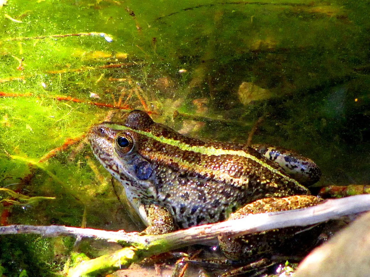 A Levant water frog resting at the edge of a freshwater pond in Gozo, Malta.