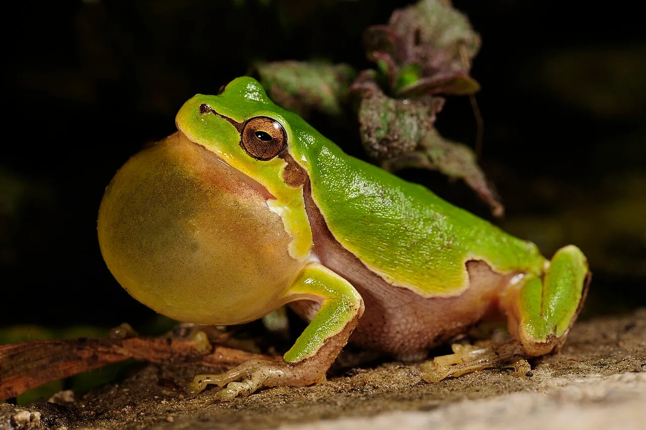 An Italian tree frog (Hyla intermedia) photographed in Italy, showing its bright green back and pale underside.