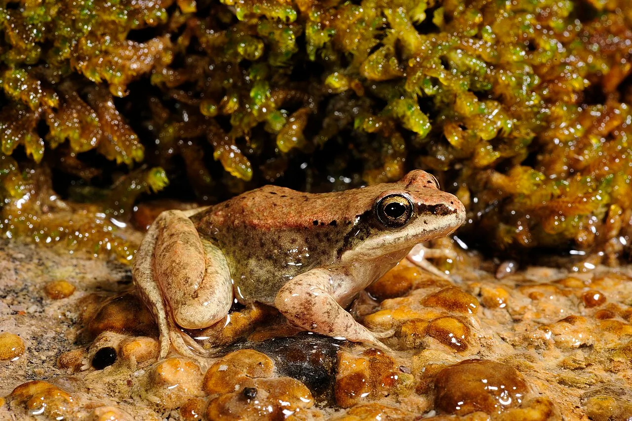 A Pyrenean frog (Rana pyrenaica) photographed beside a mountain stream in the Pyrenees, Spain.