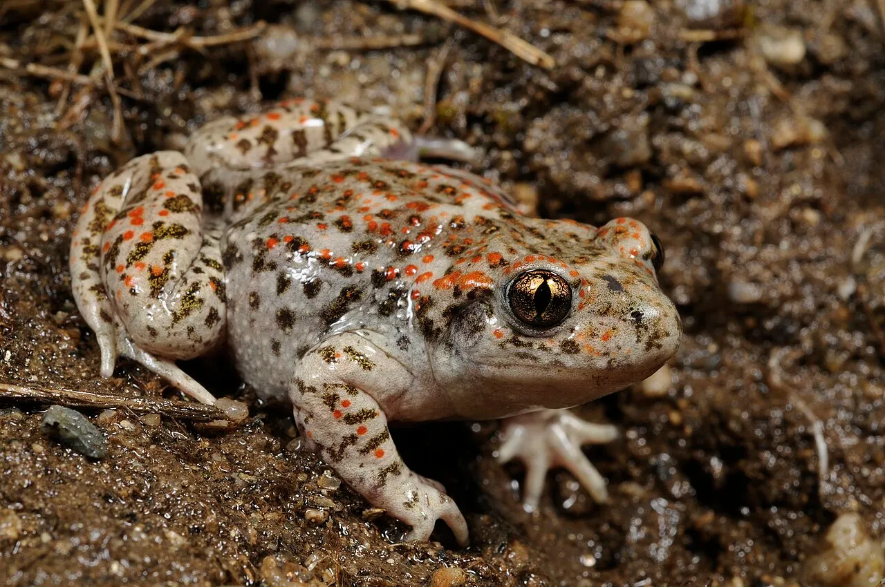 An Iberian midwife toad, Alytes cisternasii, resting on damp ground.