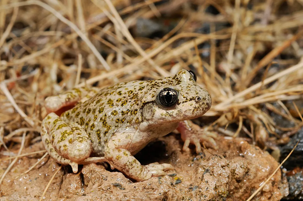 A Betic midwife toad with bulging eyes and vertical pupils sitting on rock.