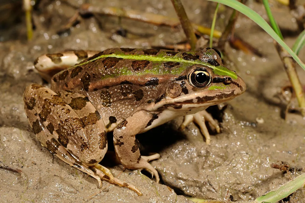An Epirus water frog resting on a rock, showing its mottled green-brown back.
