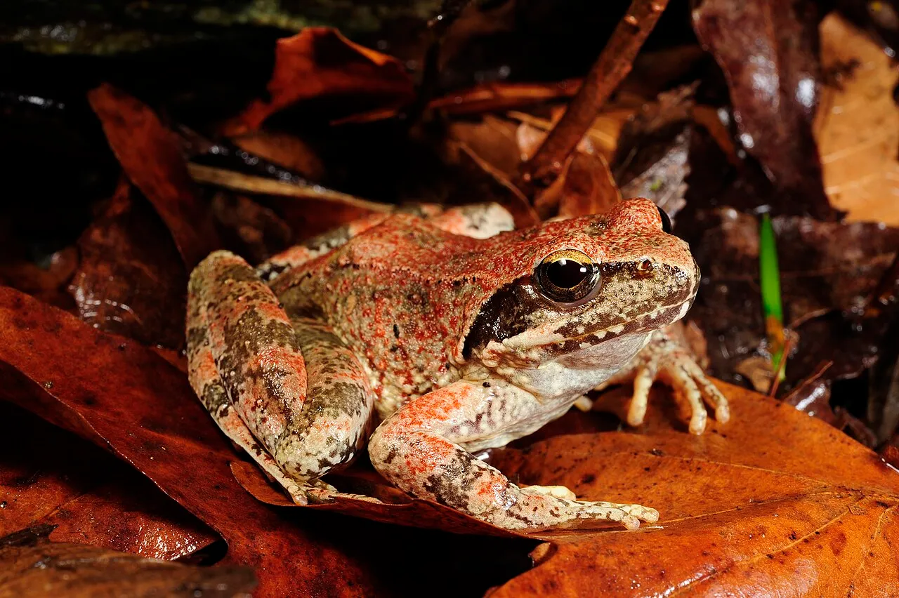 A Greek stream frog resting among leaf litter near a stream.