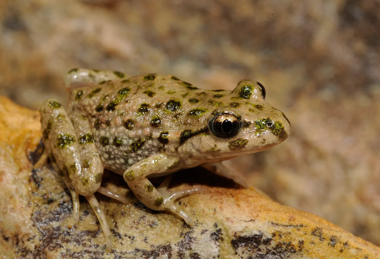 An Iberian parsley frog (Pelodytes ibericus) resting among vegetation.