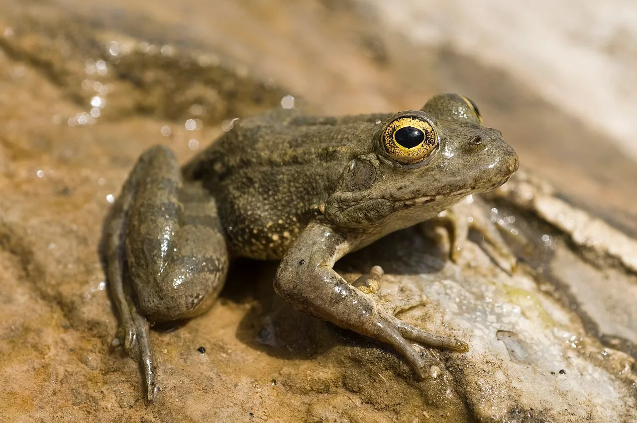 A Karpathos frog (Pelophylax cerigensis) resting among wet vegetation, showing its mottled greenish-brown body.