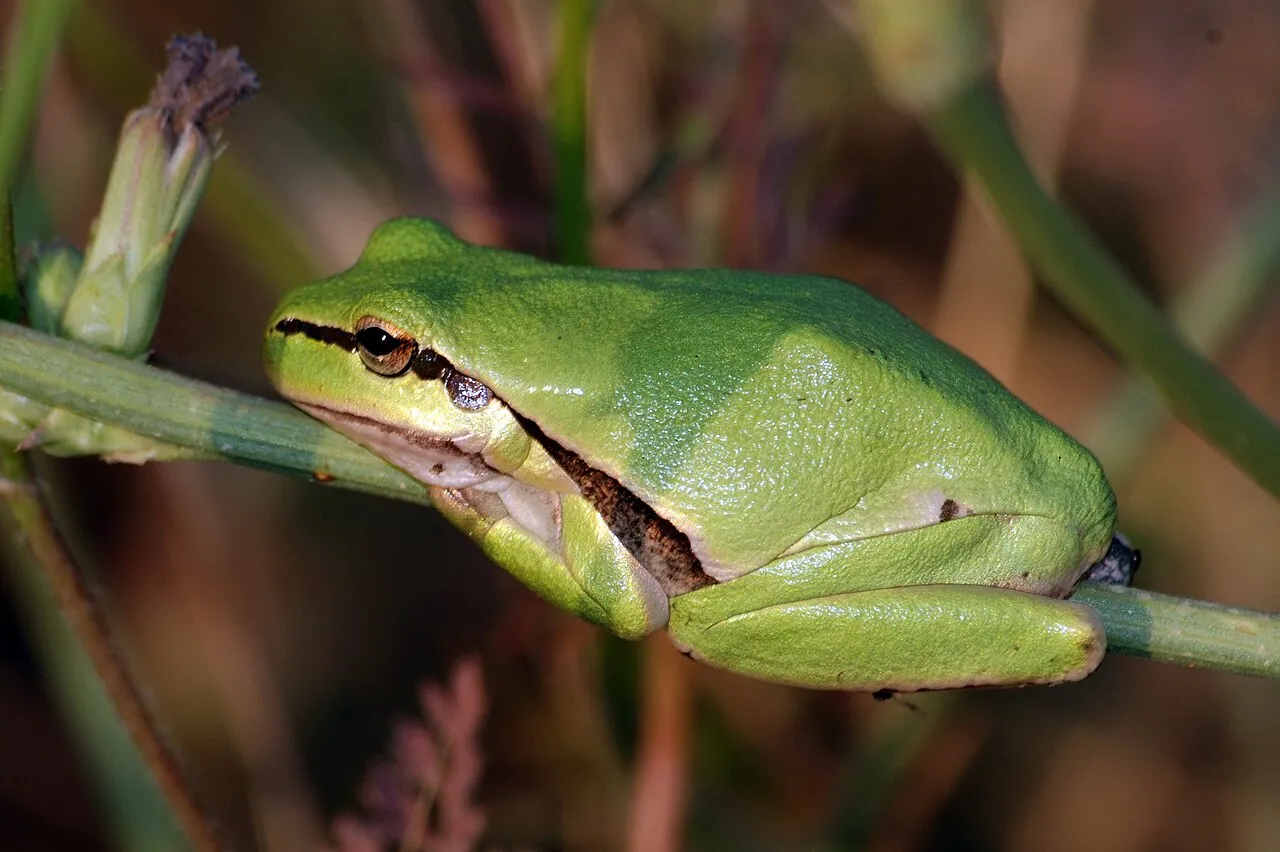 A Savigny's treefrog (Hyla savignyi) on a leaf in Bismil, Turkey