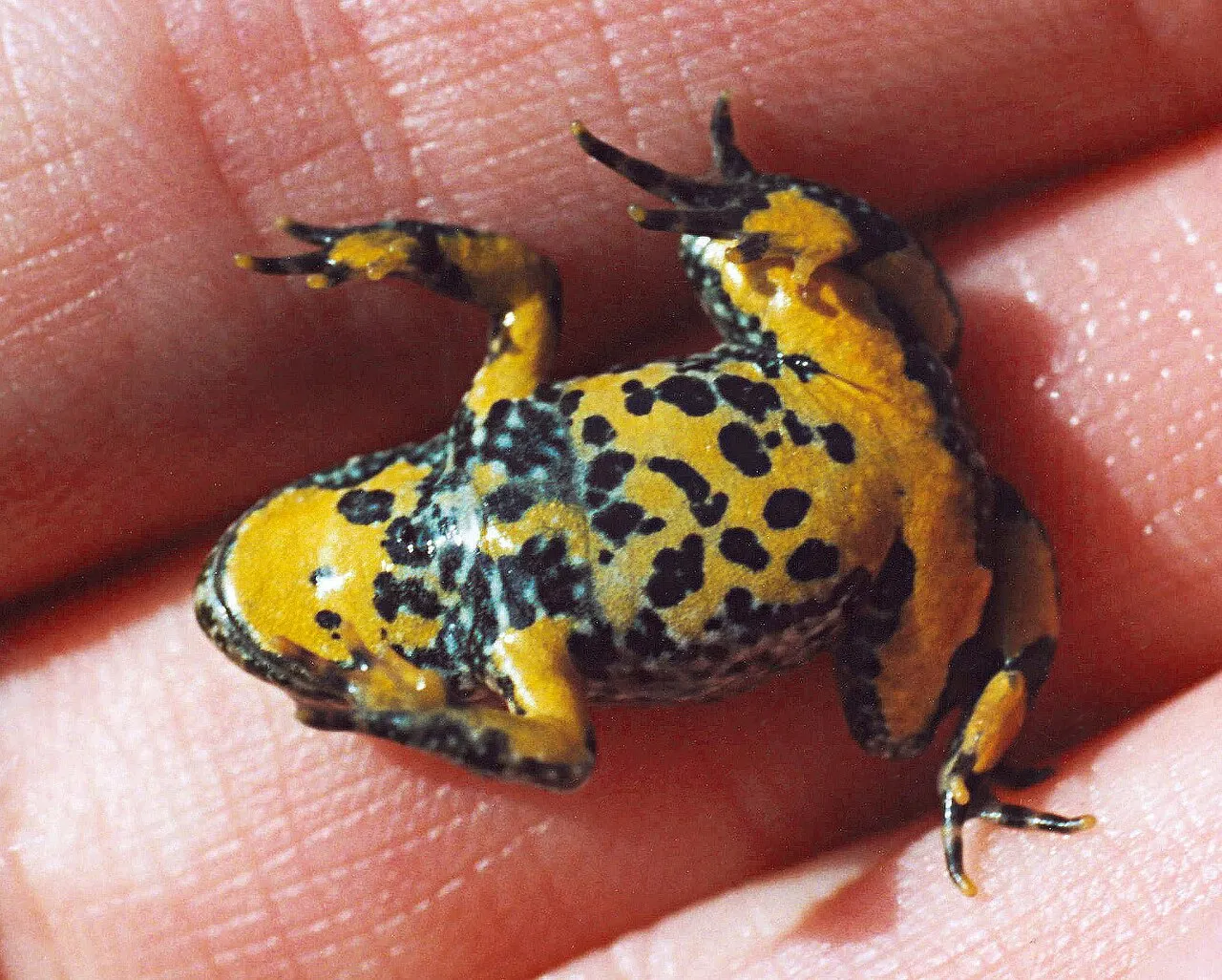 Ventral view of a juvenile yellow-bellied toad showing its mottled black-and-yellow warning coloration.
