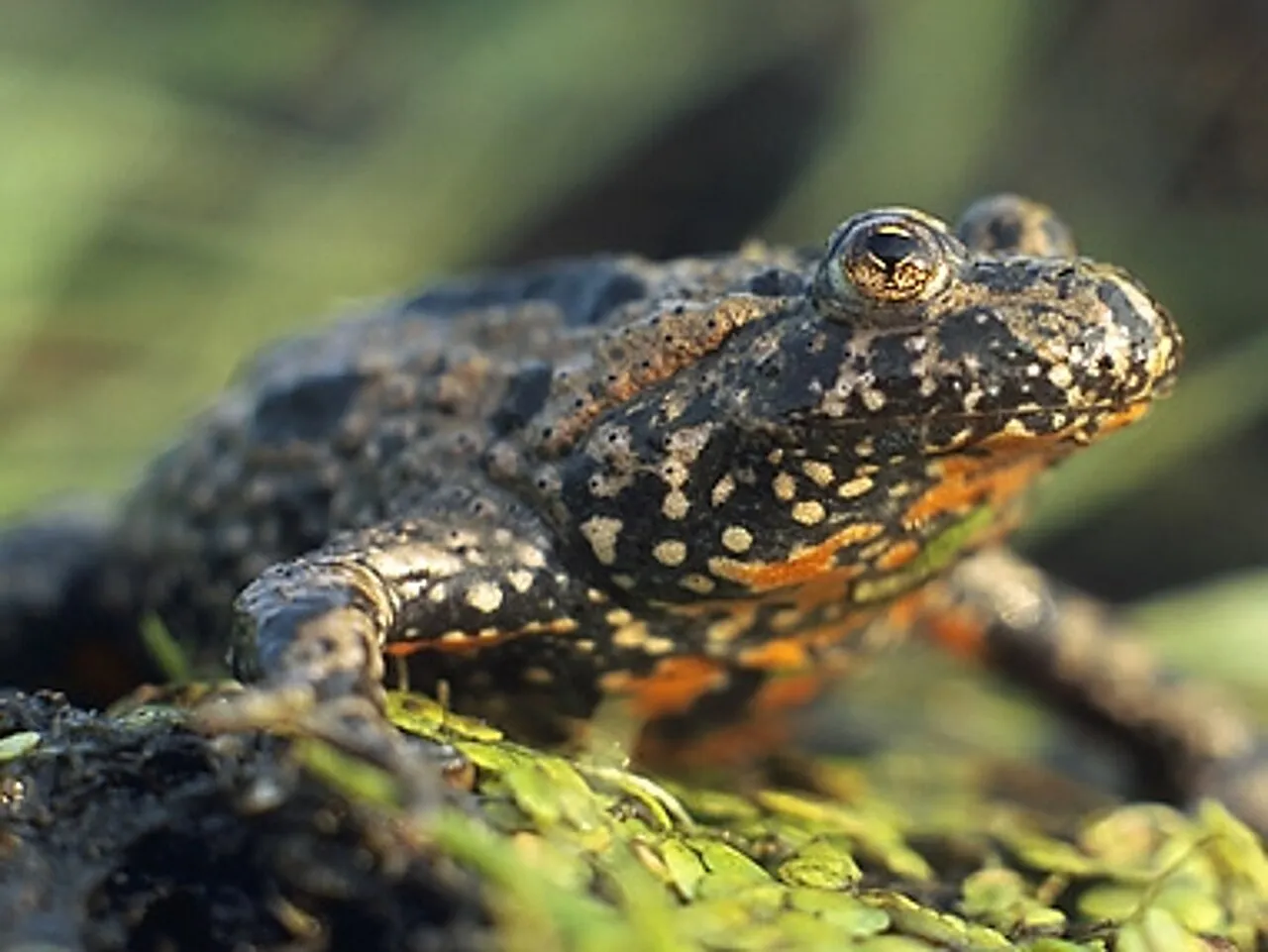 Close-up of a European fire-bellied toad's head and upper body, showing its warty skin.