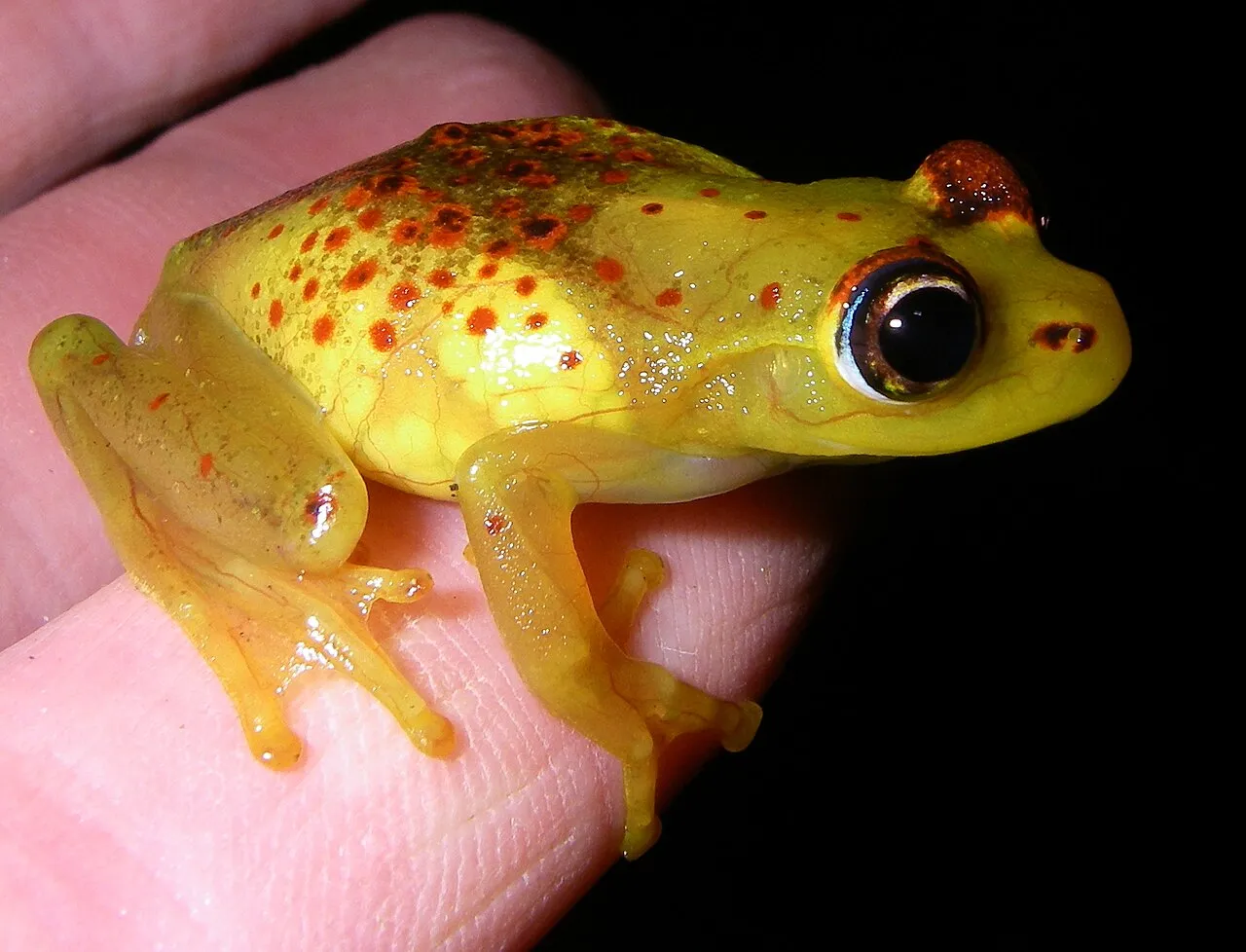 A female Boophis bottae frog with eggs visible through her translucent skin, photographed near Ranomafana National Park, Madagascar.