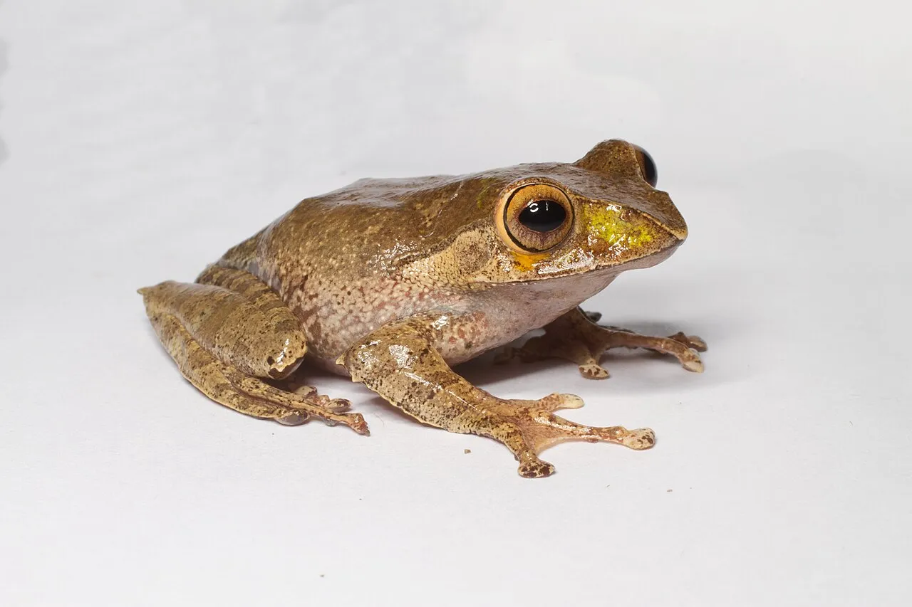 A Boophis madagascariensis frog photographed in Madagascar.