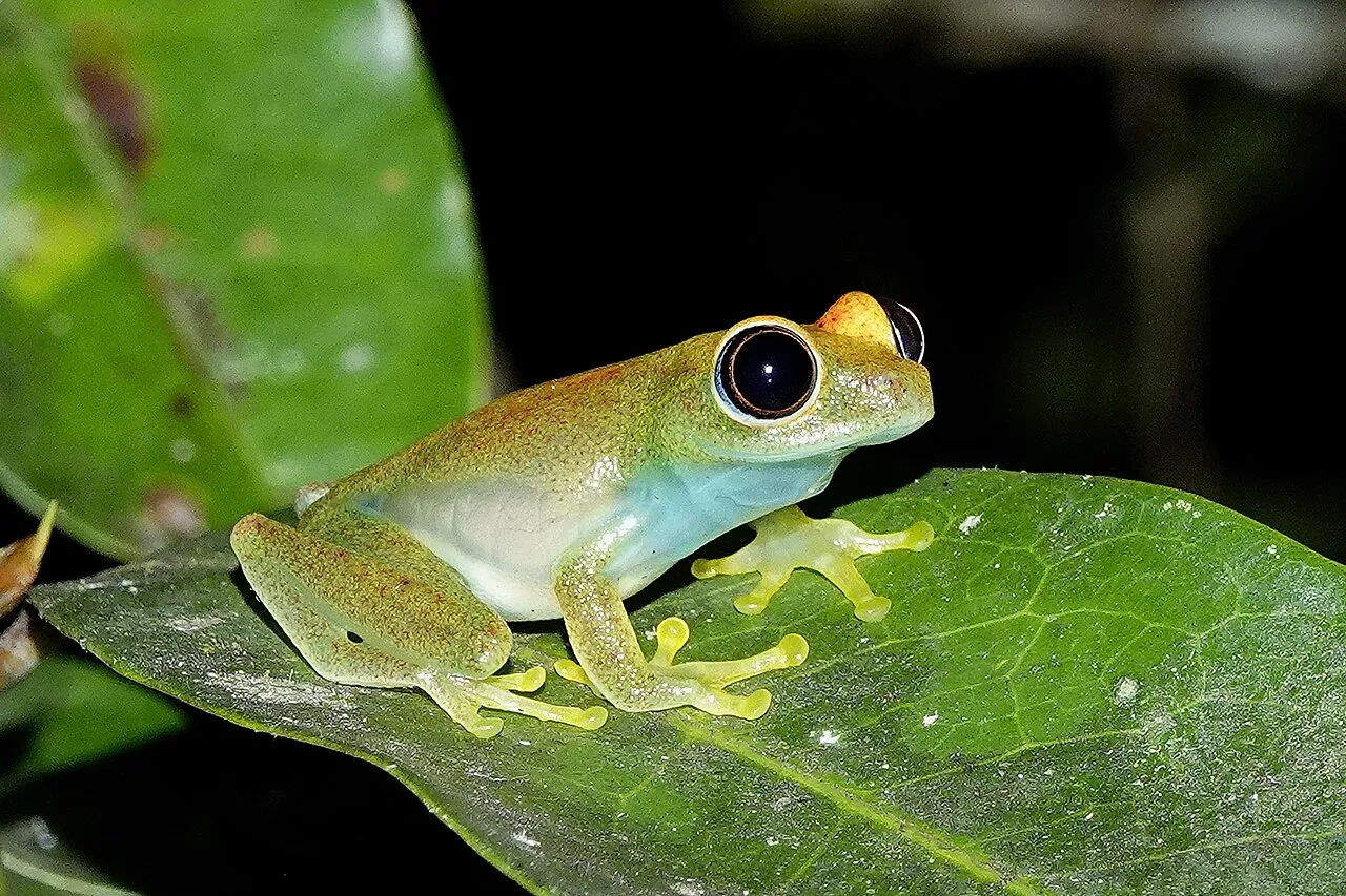A Boophis viridis frog photographed in Madagascar.