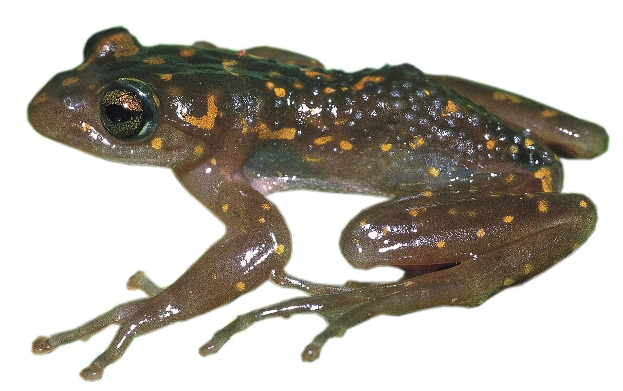 Boophis williamsi, a critically endangered bright-eyed treefrog endemic to Madagascar's Ankaratra Massif.