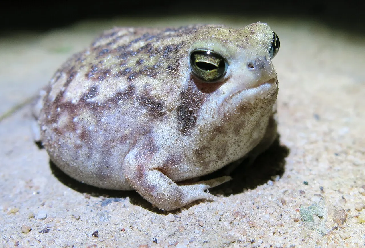 A rotund, grey-brown Bushveld rain frog with a rounded body and small head, photographed in Limpopo, South Africa.