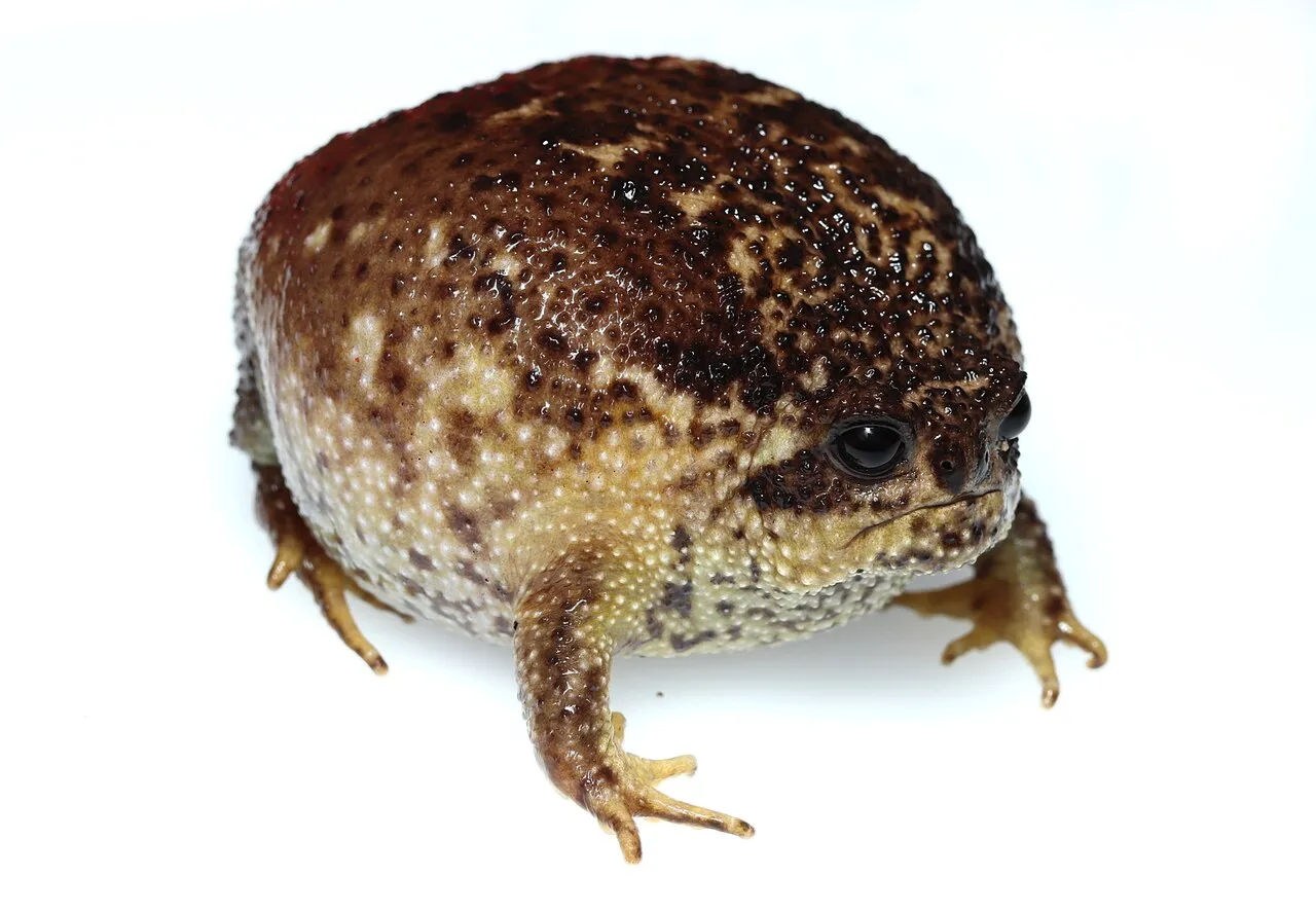 A Cape rain frog with its rounded, inflated body sitting on sandy ground