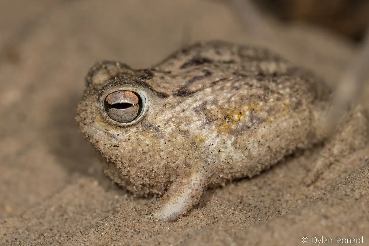 A desert rain frog sitting on sand, showing its round body and small limbs.