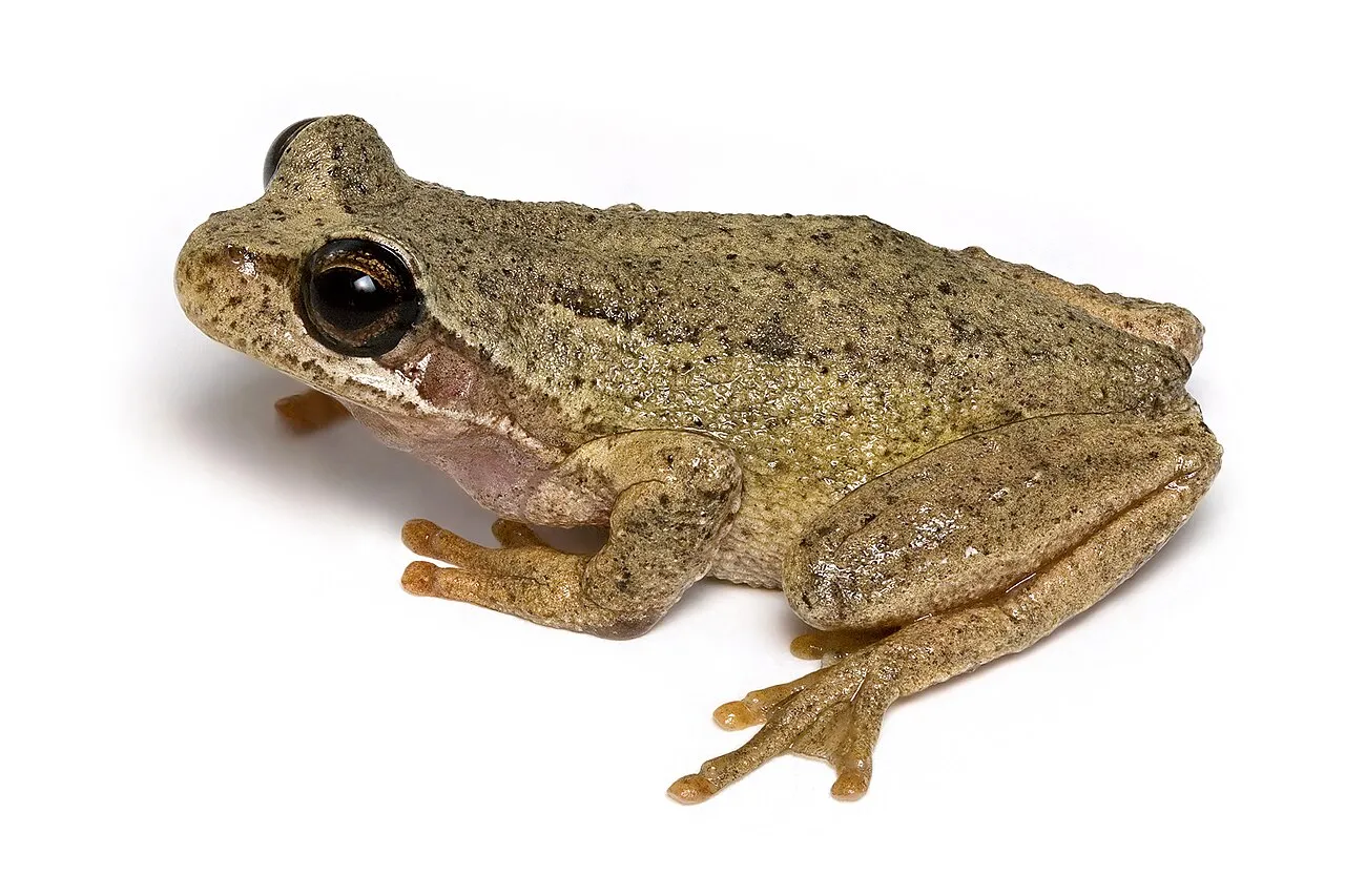 A Tasmanian brown tree frog (Litoria ewingii) perched close-up, showing its smooth brown back and pale underside.