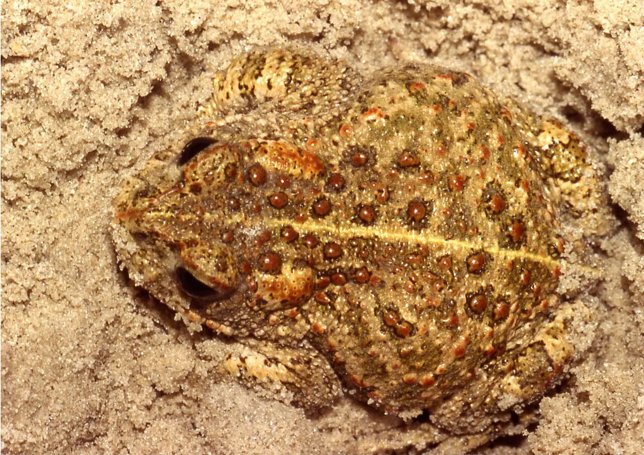 A Natterjack Toad crouched in a sand hollow, showing its warty skin and the yellow line down its back.