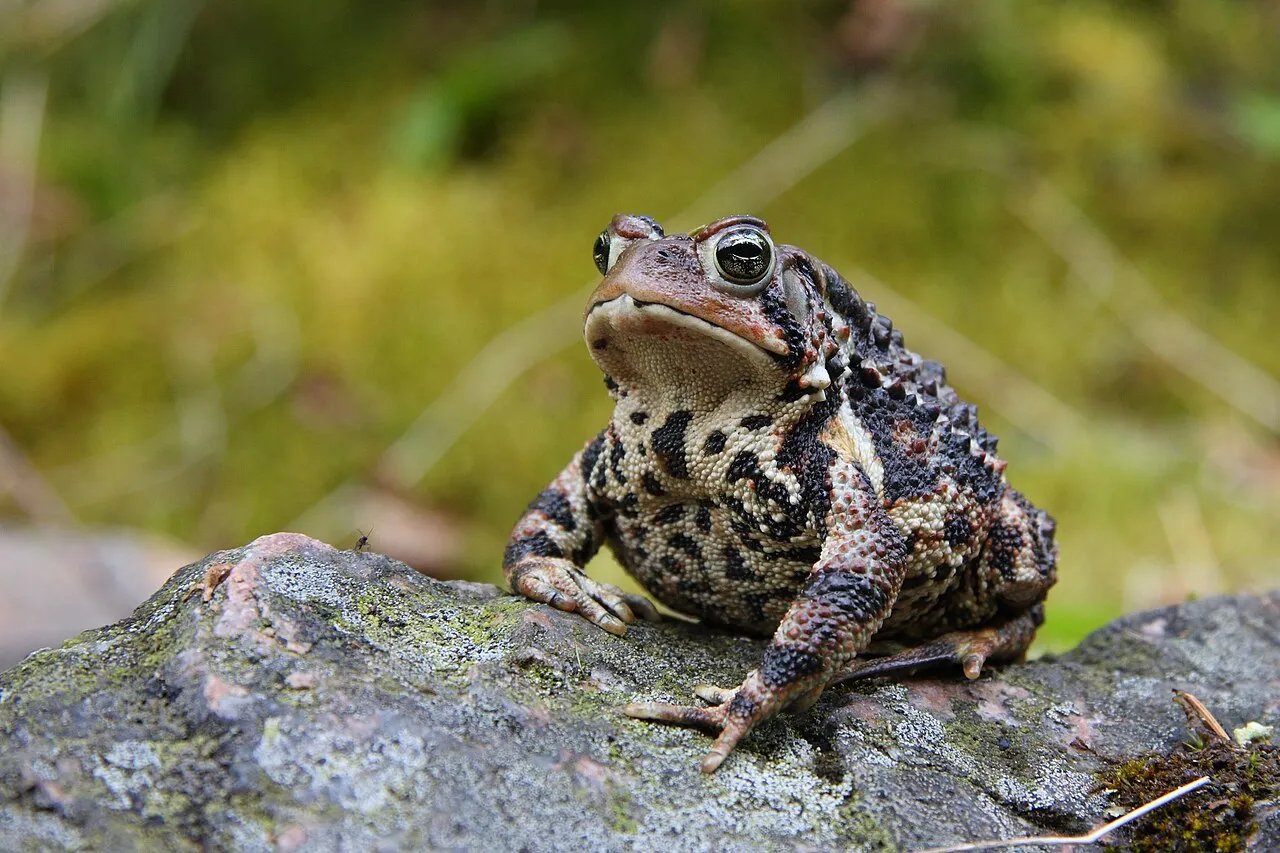 An American toad (Anaxyrus americanus) photographed in Jacques-Cartier National Park, Quebec, Canada.