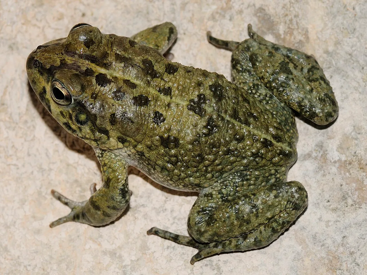 An Arabian toad (Sclerophrys arabica) on the ground at Wadi Shab, Oman, showing its warty grey-brown back.