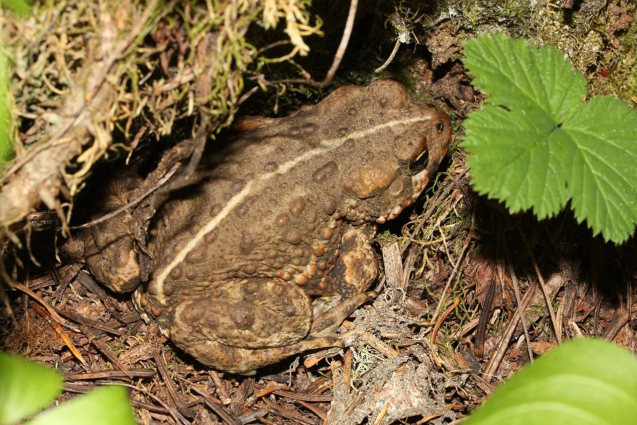 A western toad (Anaxyrus boreas) on the ground among leaf litter.