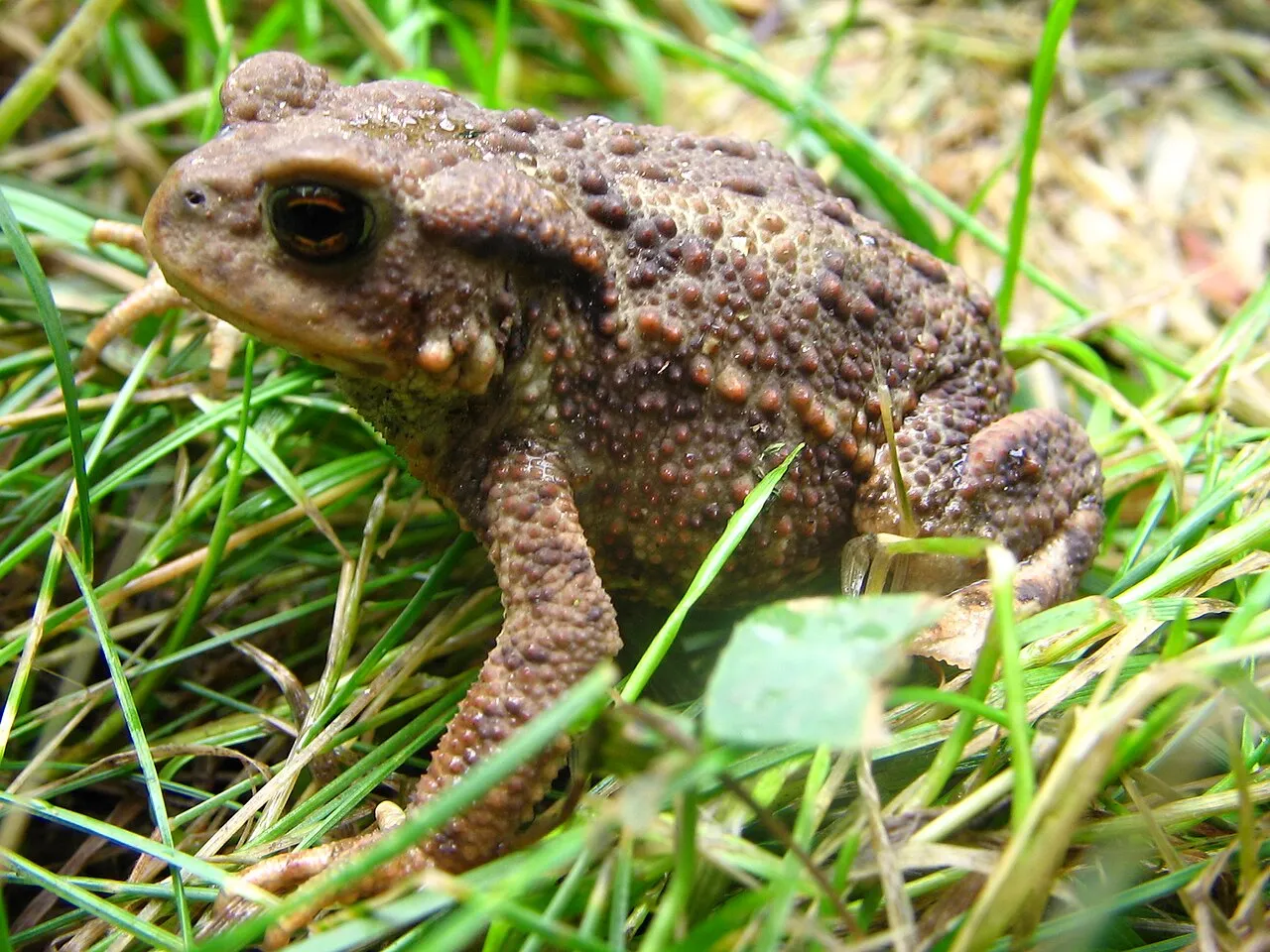 A common toad (Bufo bufo) sitting in grass near Telc in the southern Czech Republic
