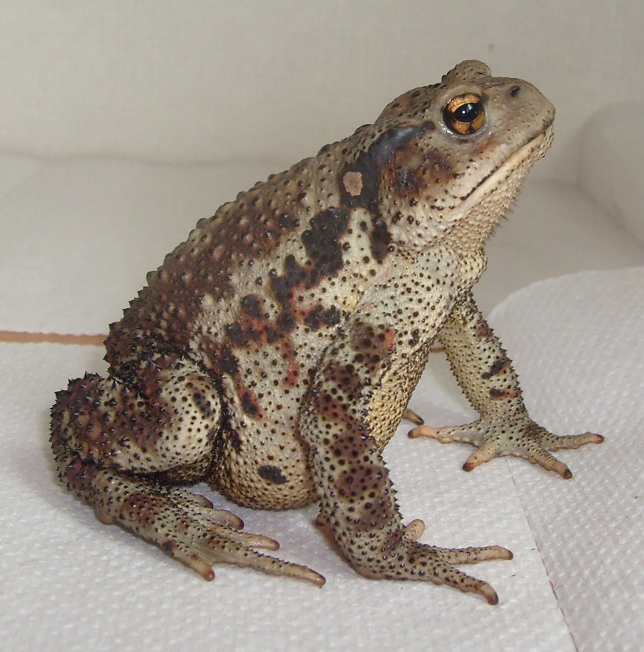 Profile view of an adult Bufo gargarizans, the Asiatic toad, photographed on a mountainside in Miryang, South Korea.
