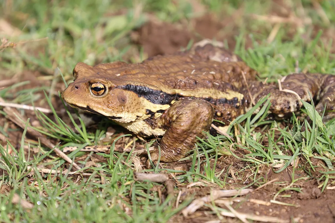 A Japanese common toad (subspecies formosus) with brown, warty skin, photographed in its natural habitat on Mount Ibuki, Gifu Prefecture, Japan.