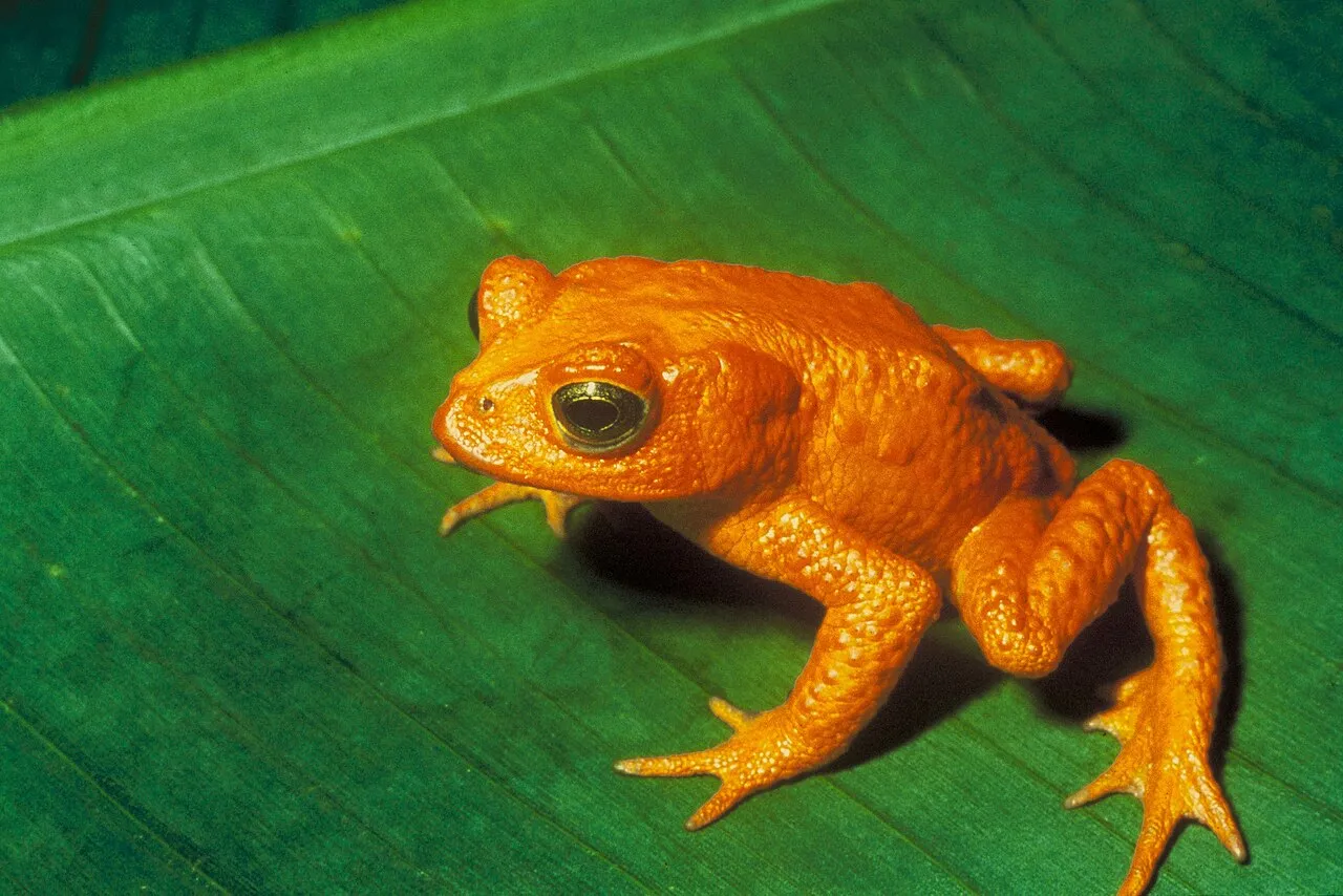 A male golden toad with brilliant orange-gold skin resting on a leaf in the Monteverde cloud forest, Costa Rica.