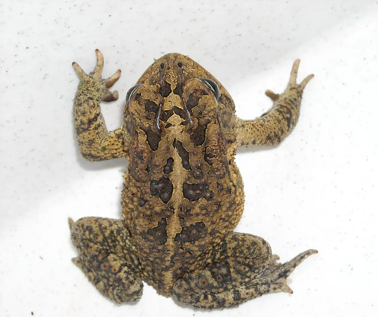 A Southern Toad (Anaxyrus terrestris) resting on the ground, showing its warty brick-red to brown skin.