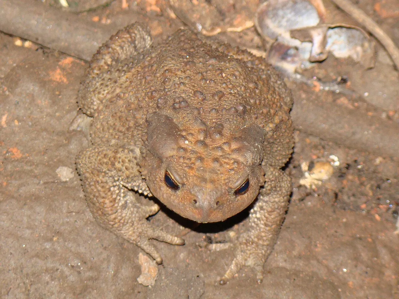 A Caucasian toad with warty brown skin photographed on the ground near Ust'-Labinsk, Russia.