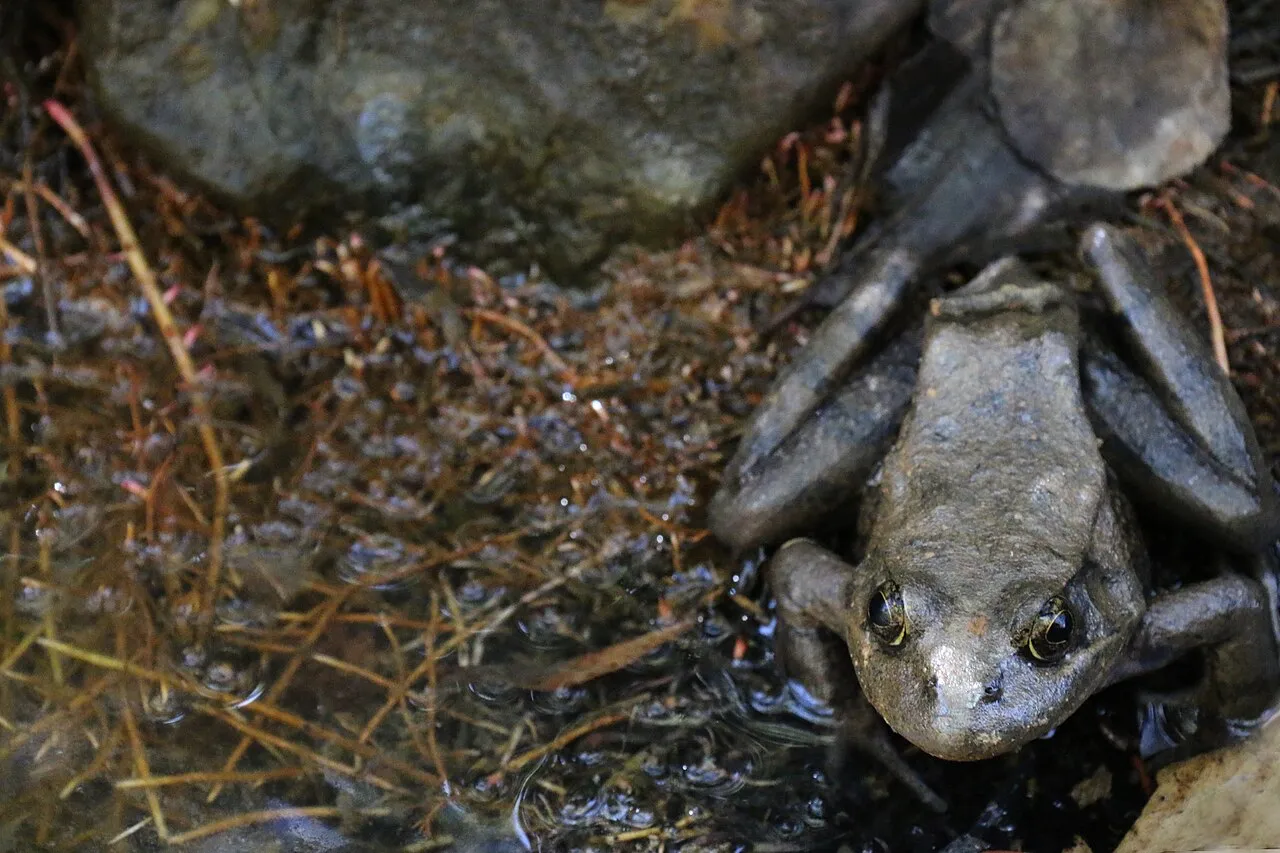 A California red-legged frog with mottled brown-red skin resting among leaf litter in Santa Barbara County.