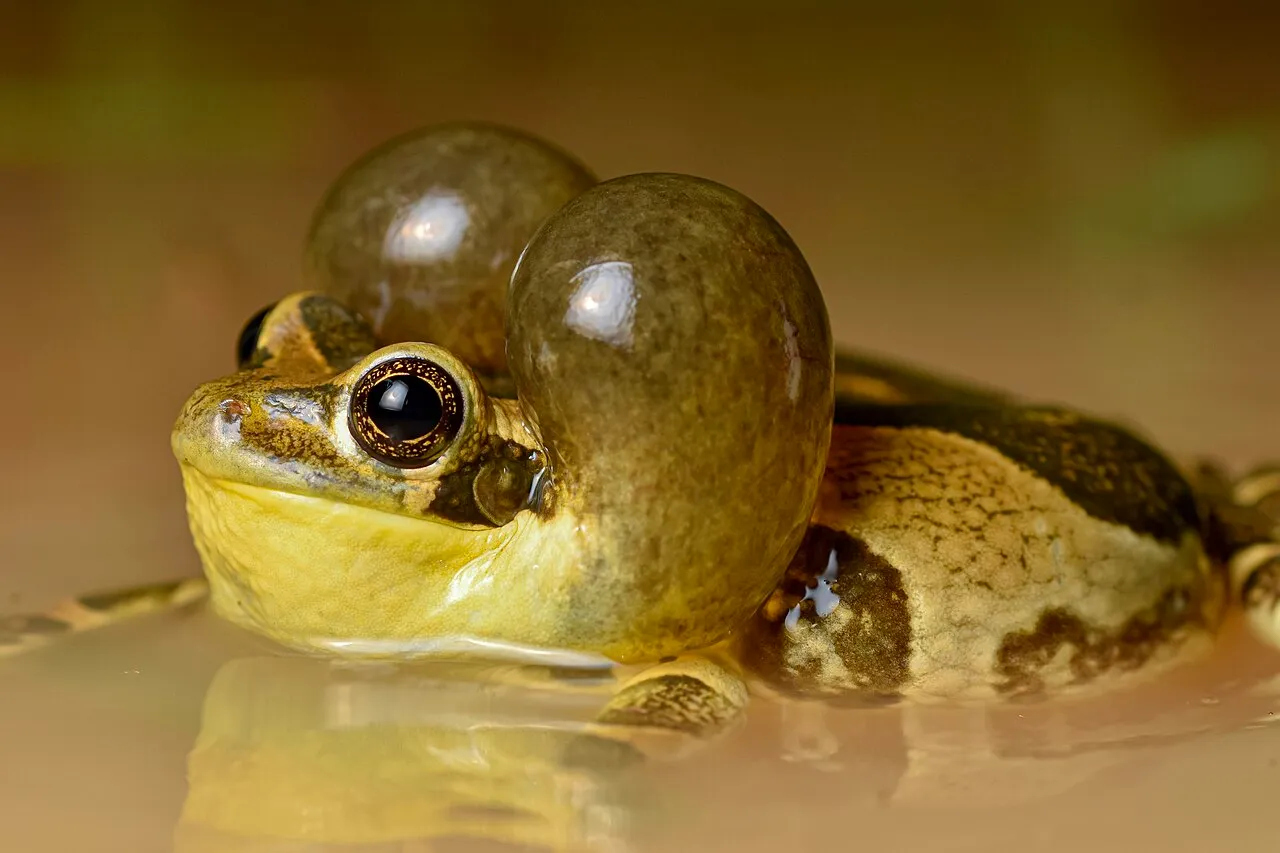 Two veined tree frogs (Trachycephalus typhonius) calling at night after rain, vocal sacs inflated, at the Tucavaca Valley Municipal Reserve in Bolivia.