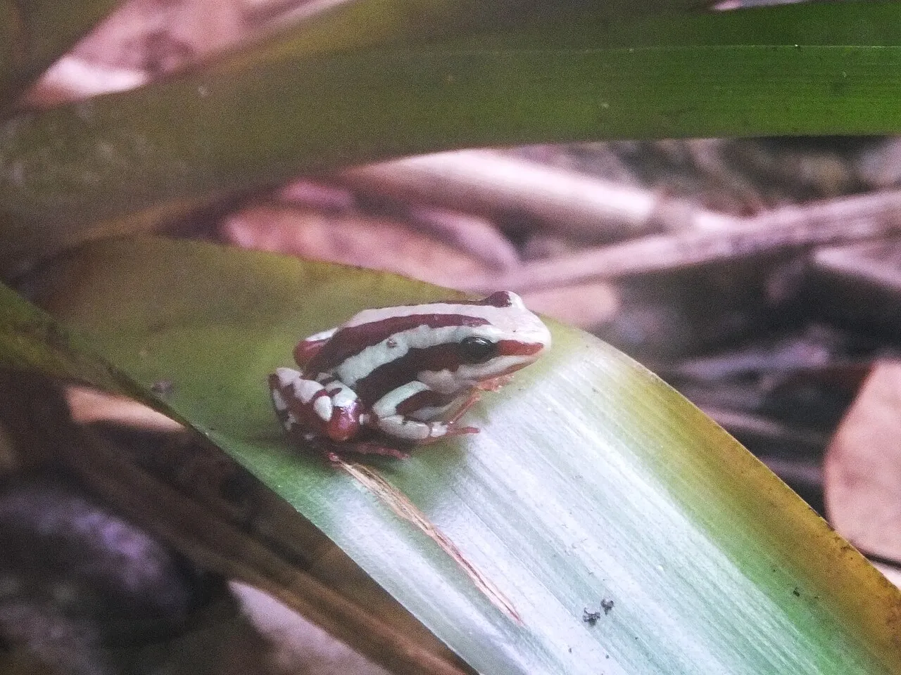 A phantasmal poison frog in the butterfly house of Butterfly Arc, in Montegrotto Terme, Italy.