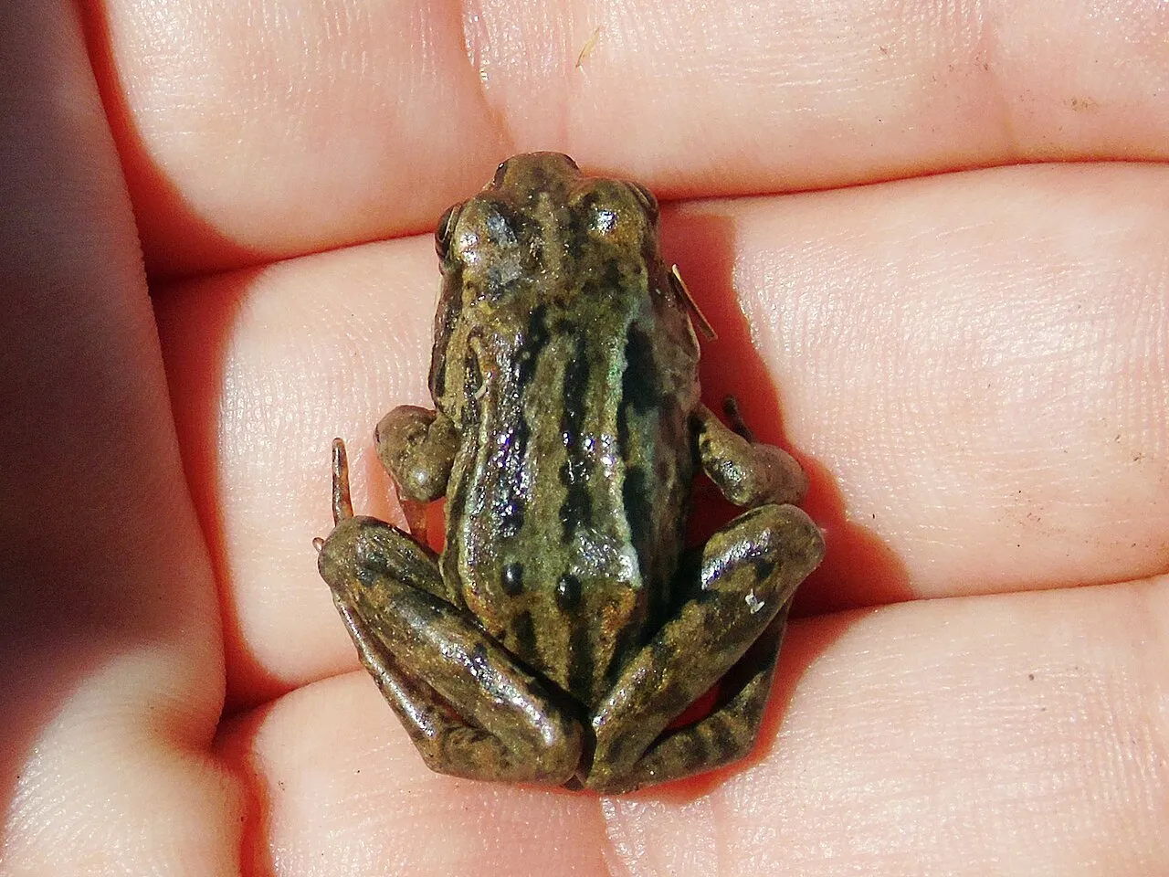 A Central Asiatic frog with green and black patterned stripes on its back, photographed in Kyrgyzstan.