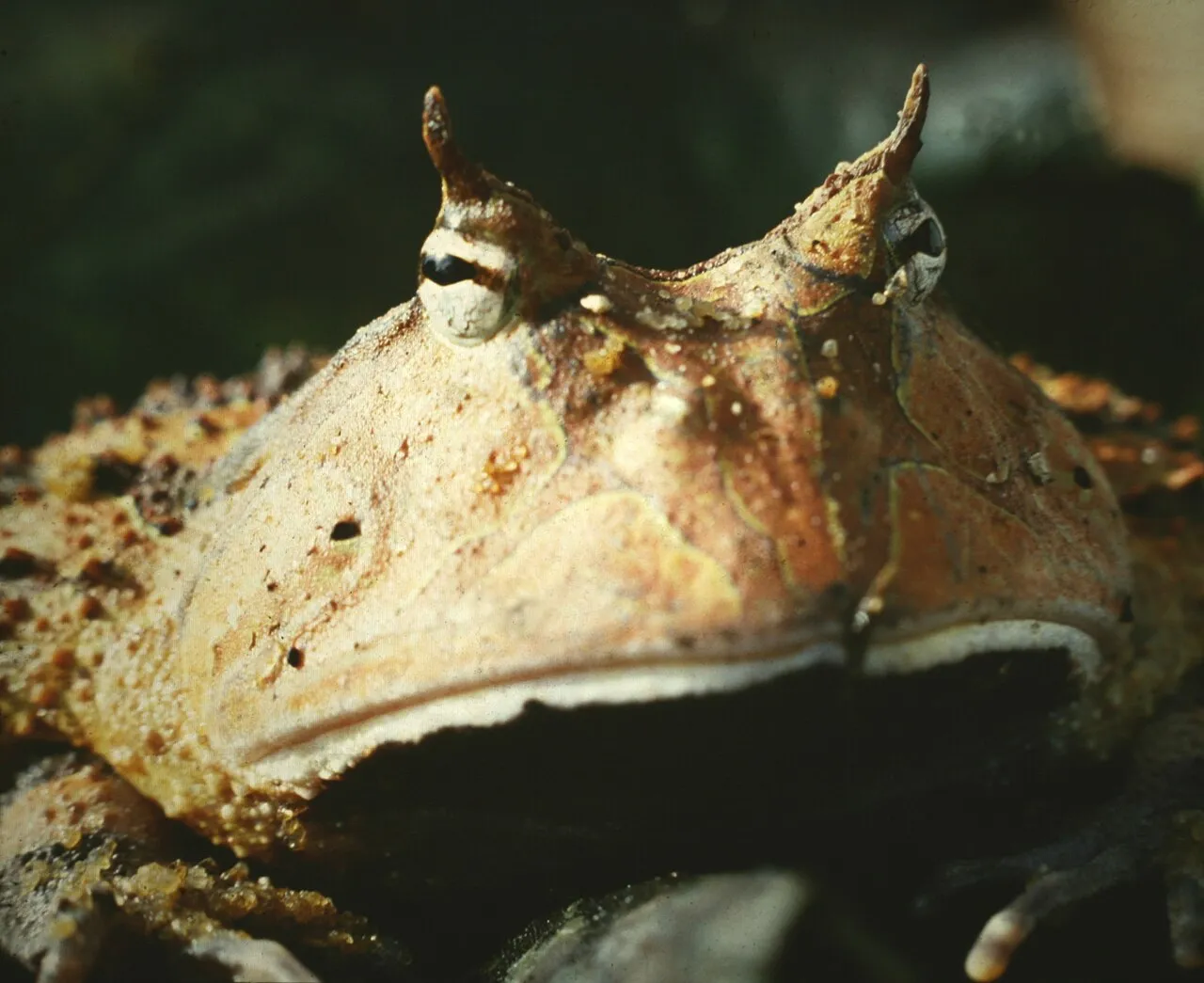 A Surinam horned frog (Ceratophrys cornuta) with its distinctive horn-like eye projections and mottled brown skin