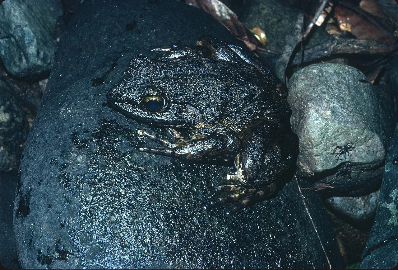 A live Goliath frog photographed in its West African rainforest habitat, showing its large, robust body.