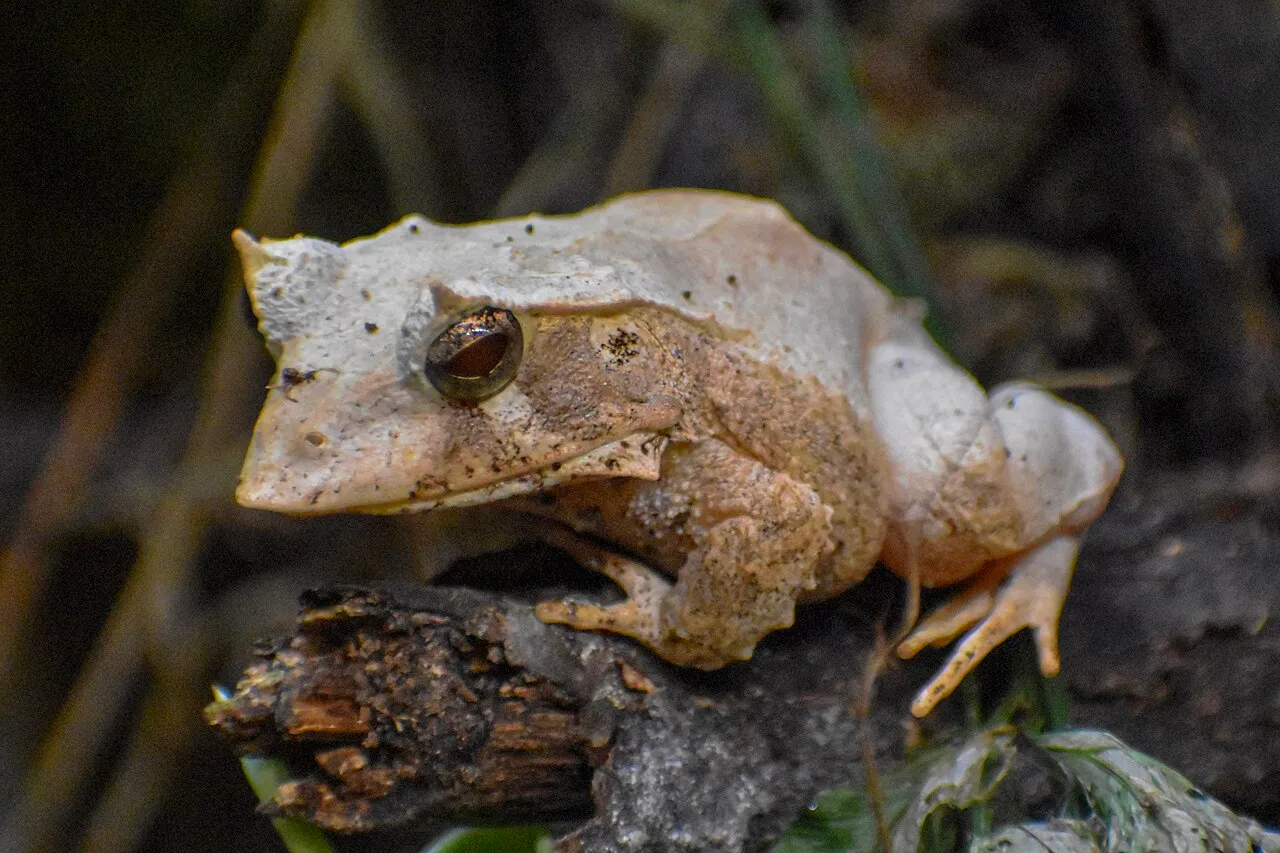 A mottled brown Solomon Island leaf frog with a pointed snout and ridged eyelids, photographed at Cologne Zoo.