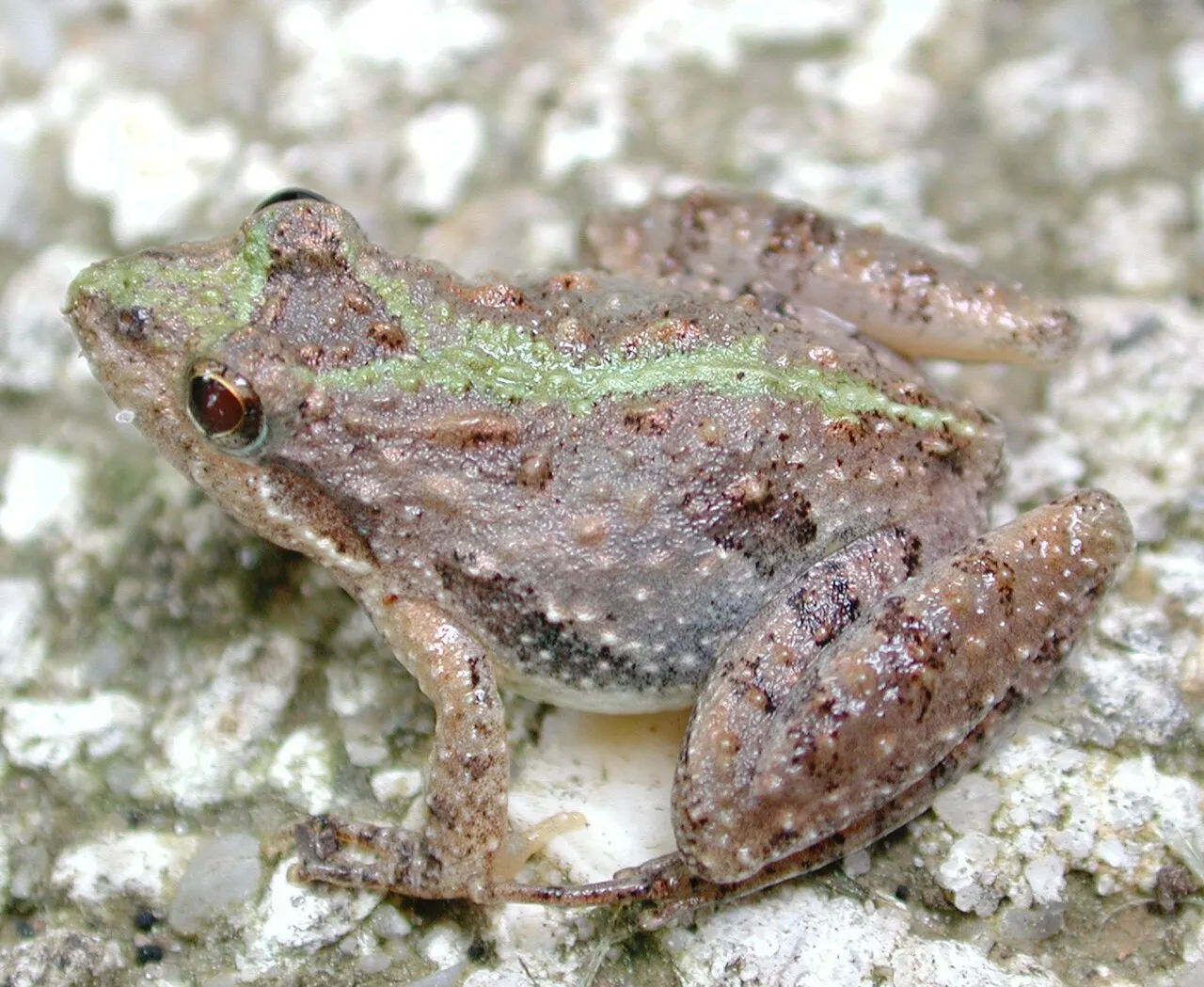 A small mottled brown southern cricket frog sitting among leaf litter.