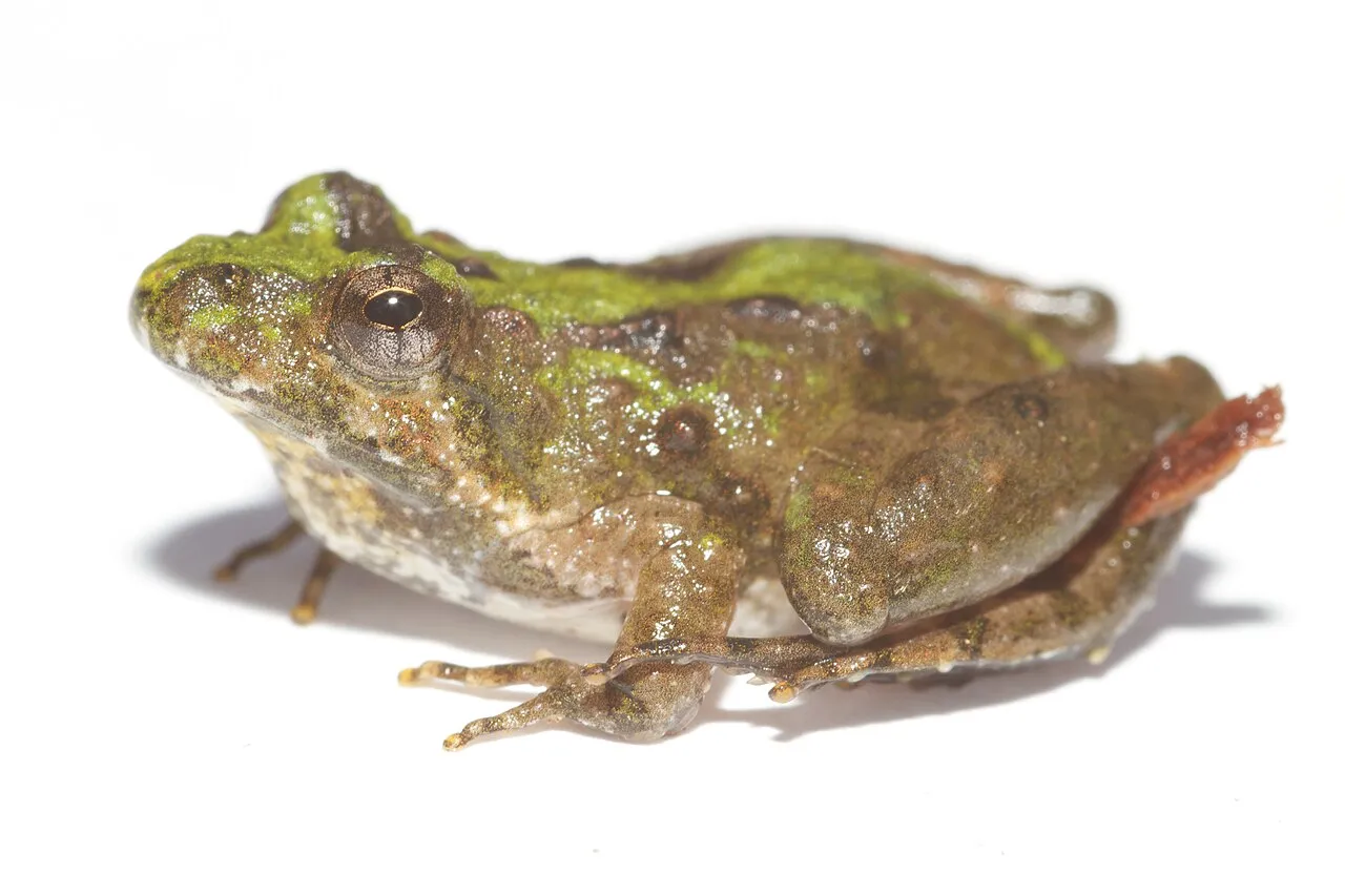 A small mottled Northern Cricket Frog (Acris crepitans) resting near shallow water.
